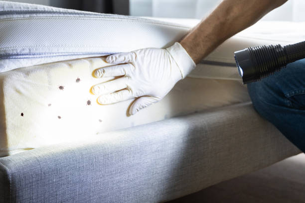 Best Termite Control Services  in Estill, SC